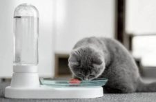 KittySpring无细菌猫喷泉