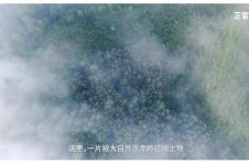 正官庄：一支品质红参的成长与使命